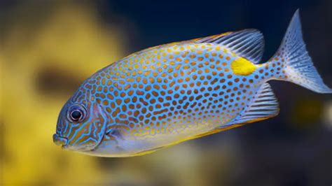 Danggit Fish in English: 20 Interesting Facts About Danggit Fish.